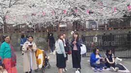 Selfies in front of the cherry blossom in Tokyo