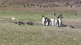 King penguin rookery, Volunteer Point Falkland Islands