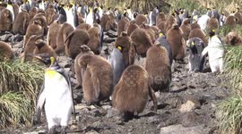 King penguin rookery Salisbury Plain