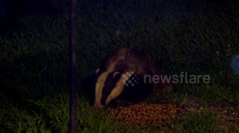 European badger feeding on bird seed and grain.