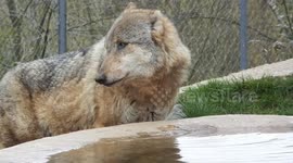 Wolf having a drink