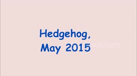 Hedgehog feeding and details of skeleton.