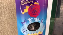Too cute! UK mum surprises daughter with a kitten for Easter