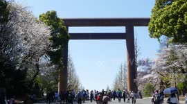 People enjoy Cherry Blossoms in Tokyo