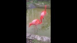Flamingos