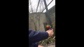 Rainbow Lorakeets