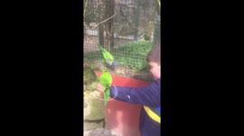 Feeding lorikeets