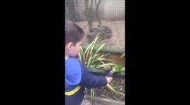 Feeding lorikeets
