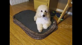 Poodles Having Fun