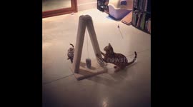 Bengal Cat Meets Bengal Kitten: Attempt 6
