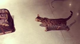 Bengal Cat Meets Bengal Kitten: Attempt 2