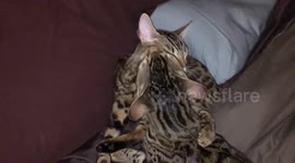 Bengal Cat Siblings Have A Cute Cuddly Moment