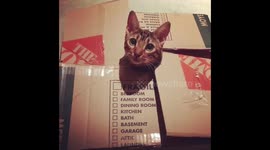 What happens when you put an extremely cute bengal cat in a box...
