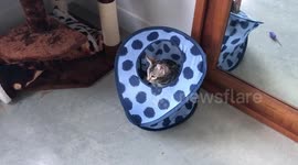 Bengal Cat Meets Bengal Kitten: Attempt 4