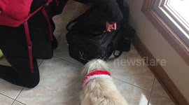 What happens when a bengal cat meets a dog after a year... (ADORABLE)