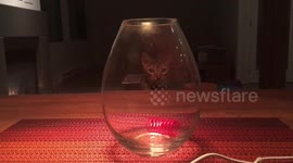 Smart Bengal Cat tries to Get Her Toy Out of a Jar