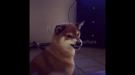Dramatic Shiba Inu while brushing