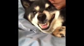 Shiba Inu hates kisses