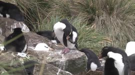 Southern Rockhopper Penguins preening, Falkland Islands