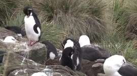 Southern Rockhopper Penguins preening -  longer view