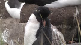 Southern Rockhopper Penguin preening - closer view