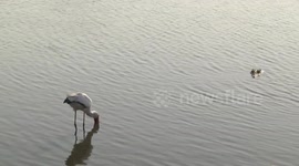 Yellow-billed Stork fishing with Nile Crocodiles
