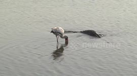 Yellow-billed Stork and Nile Crocodile fishing together