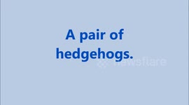 Couple of Hedgehogs feeding in garden.