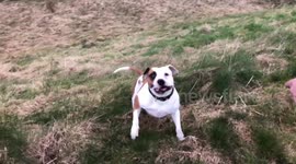 Dog walking with the man
