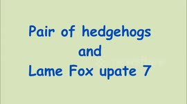 Pair of hedgehogs and lame fox feeding.