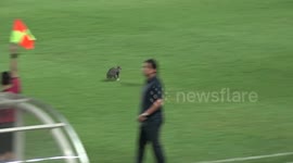 Cat invades pitch during Indonesian premier league game