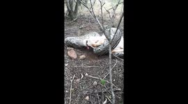 Rock python eyes were bigger than his mouth