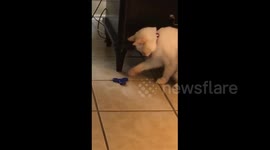 Cat Playing With A Fidget Spinner (Adorable)