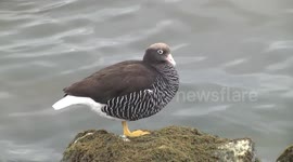 Kelp Goose female on boulder in Ushuaia, Argentina