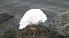 Kelp Goose male preening, Ushuaia Argentina