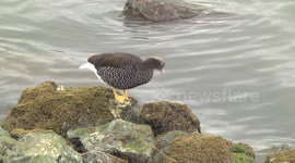 Kelp Goose female feeding on seaweed, Ushuaia Argentina