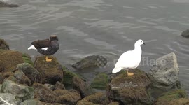 Kelp Goose pair on rocks with the female preening - Ushuaia, Argentina