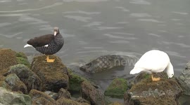 Kelp Goose pair on Ushuaia breakwater - male feeding