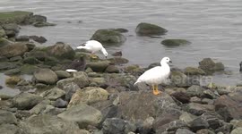 Kelp Goose trio on rocks, Ushuaia Argentina