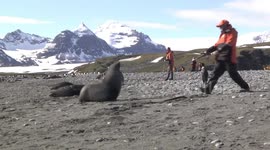 Guide fends off an aggressive male fur seal