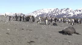 Male Antarctic Fur Seals on beach with King Penguins, Salisbury Plain, South Georgia