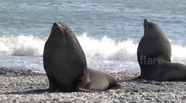 Male Fur Seals on cobbled beach with penguin feathers, Salisbury Plain, South Georgia