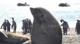 Male fur seal shoos away king penguins on beach