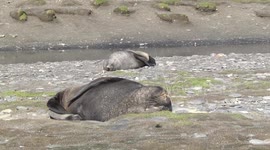 Male Fur Seals with huge whiskers dozing by stream, Salisbury Plain, South Georgia