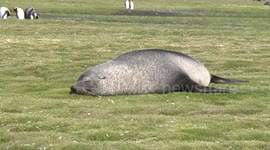 Male Antarctic Fur Seal dozing on grass with penguin feathers, Salisbury Plain, South Georgia
