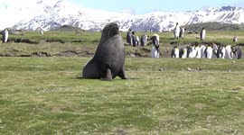 Male Antarctic Fur Seal propped on front flippers near King Penguins, Salisbury Plain, South Georgia