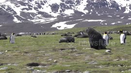 Male Antarctic Fur Seal scattering King Penguins, Salisbury Plain, South Georgia