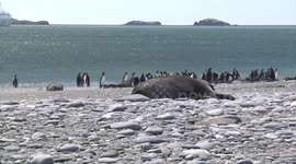 Male Antarctic Fur Seal dozing on beach cobbles with King Penguins, Salisbury Plain, South Georgia