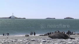 Male Antarctic Fur Seals dozing on beach with King Penguins - long view, South Georgia