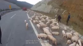 Hundreds of pigs spill onto motorway as transport lorry tips over